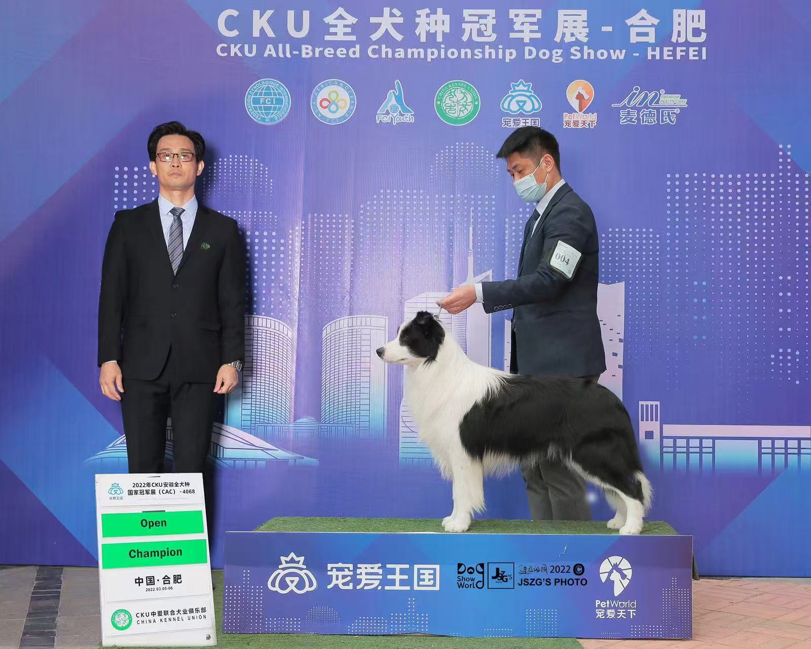 双血统冠军直系边牧宝宝，带出生纸芯片